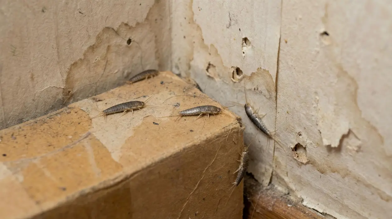 Pesciolini d’argento su una scatola di cartone vicino a una parete rovinata con segni di umidità