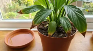 Pianta da interno in vaso sul davanzale con punte delle foglie marroni e sottovaso con acqua