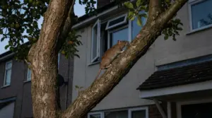 Un ratto si arrampica su un albero vicino a una finestra aperta di una casa, nel giardino.