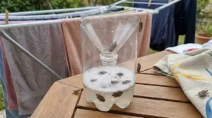 Trappola per cimici con due bottiglie di plastica e imbuto, vicino a panni stesi su stendibiancheria