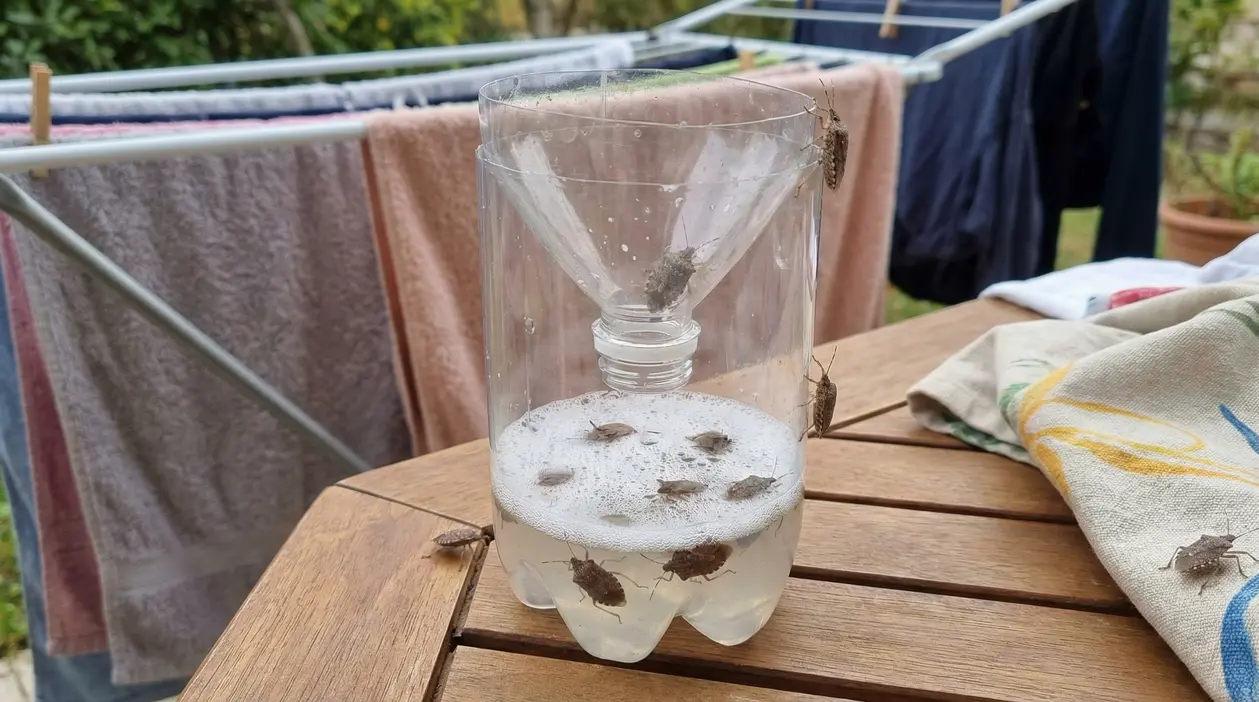 Trappola per cimici con due bottiglie di plastica e imbuto, vicino a panni stesi su stendibiancheria